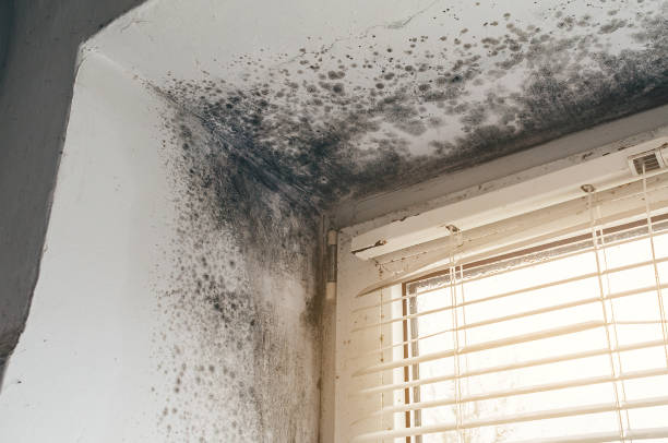 Affordable Mold Removal solutions in Kempton, PA
